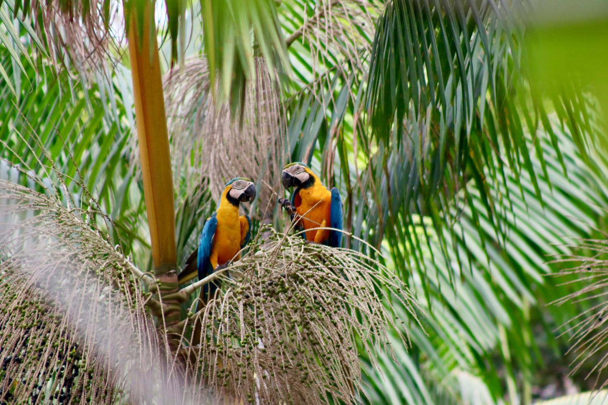 Pousada Paraiso Do Calango Azul Presidente Figueiredo Exterior photo